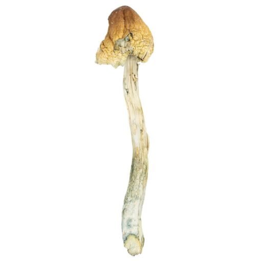 Psilocybe Mexicana